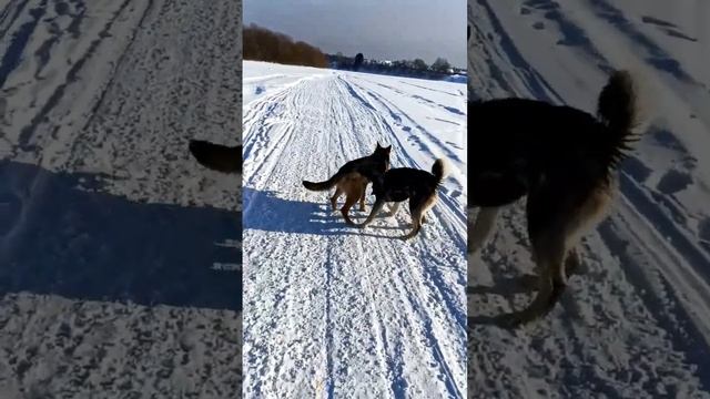 Собачьи игры, Линды и Тайсона | Шепски (метис хаски)