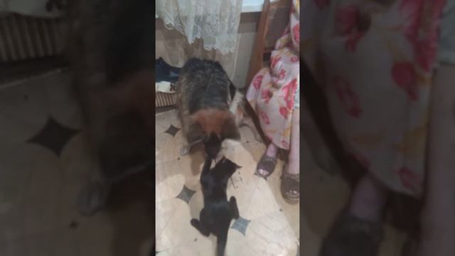 КОТ ДЕРЕТСЯ С ОВЧАРКОЙ смотреть онлайн