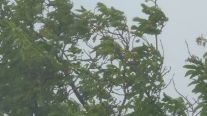 Parts of Plants for Kids | Learn all about plant parts and their functions