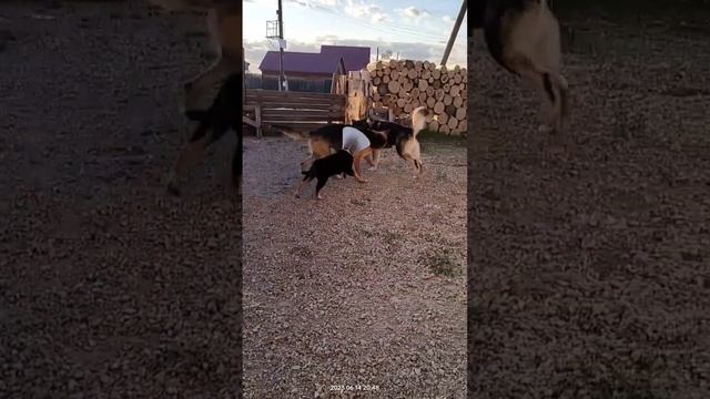Игры Тайсона | Шепски (метис хаски) #овчарка #хаски #немецкаяовчарка #шепски