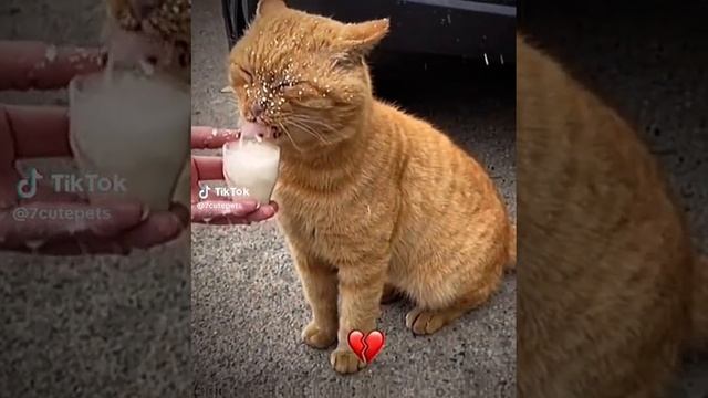 жиза#cute#cutecat#kitten#pet#cutepet#cutepuppy#puppy#petsoftiktok#petlover#trending#fyp