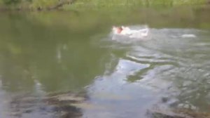 Так Вот Купаются Печа