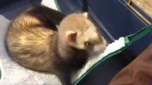 Собака кошка и хорек  живут вместе