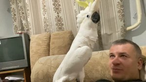 Вечер с Какаду Кирюней… (Не для слабонервных)