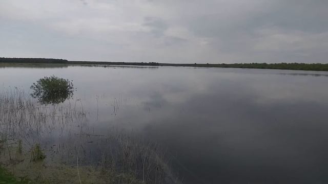 ПОДМОСКОВЬЕ 2 0. Природа и красоты Подмосковья. Летние зарисовки. Пейзажи, Лето-2020