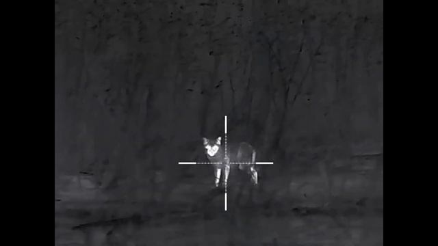 Охота на хищника с новым патроном Кентавр 4,0 г, HP смотреть онлайн