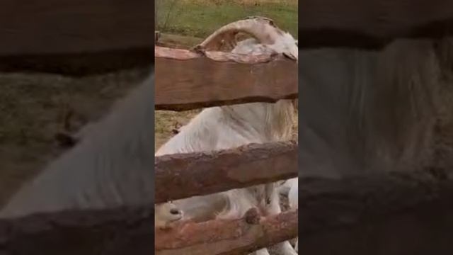 Прирученный Козел