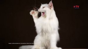 Познавательно  о Мейн-Кунах
В данном видео питомцы с нашего питомника.