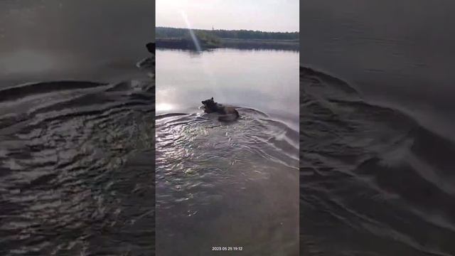 В нашей жизни начинается новый сезон Тайсона | Шепски (метис хаски) #хаски #немецкаяовчарка #шепски