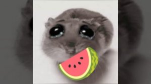 э я хомячок