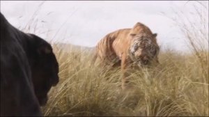 Jaguar vs Tiger Fight To Death - Wild Animals Attack