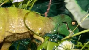 ДИНОЗАВРЫ. Мультик про Динозавров на русском. Подборка битв Динозавров - 1 часть. ИГРУШКИ ТВ