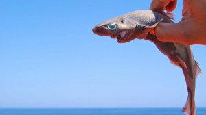 Чёрная колючая акула: Рыба с «железной» печенью. У акулы этот орган составляет 17% от массы тела