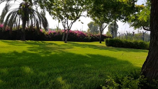 влог.утреняя прогулка в парке с йориком. смотреть онлайн