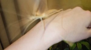 Палочник розовокрылый мускусный (Sipyloidea sipylus). Полёт.