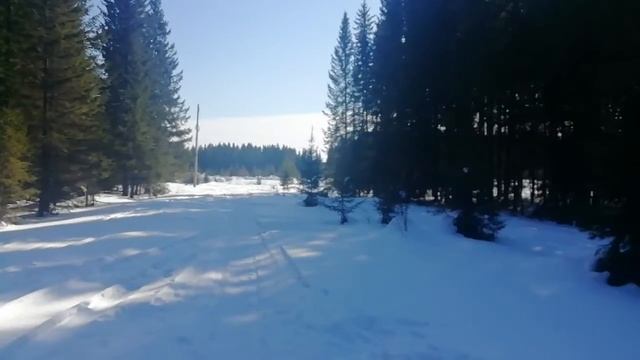 Гуляем без водотка в лесу. Заходим в лес. Тайсон | Шепски (метис хаски) | 10 мес #хаски #шепски