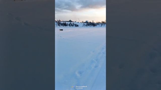 Чекнутый пёс Тайсон | Шепски (метис хаски) #шепски #собака #голубоглазый #хаски #huskies