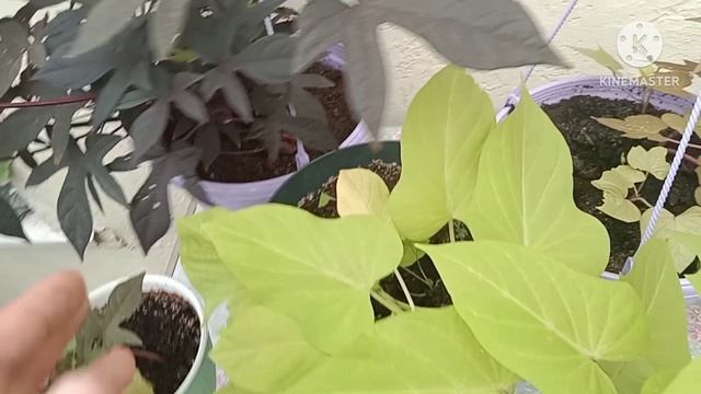 Готовим контейнерный сад к зиме. смотреть онлайн