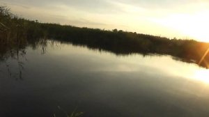 карась летом