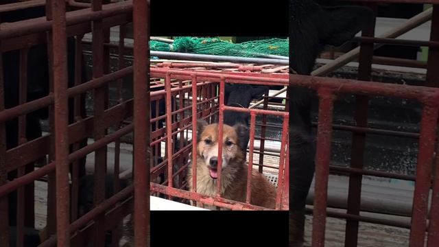 Собаки в клетке