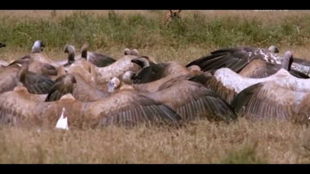 Хищная кошка гепард! 🐆 ГЕПАРД В ДЕЛЕ!