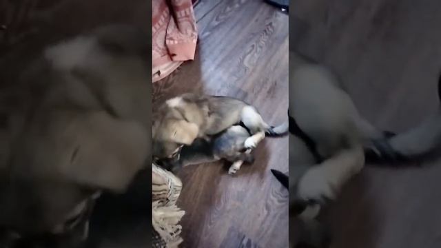 Ясли☺️☺️☺️ смотреть онлайн