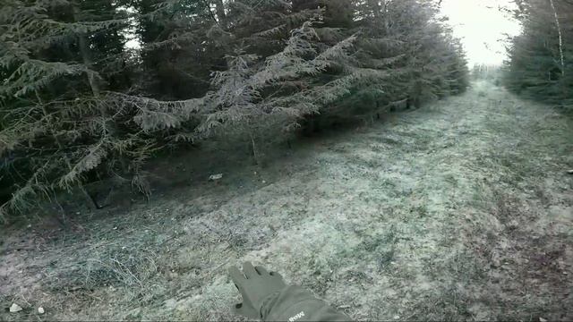 Охота с эстонский гончей по чернотропу на зайца беляка