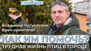 Птицы, как им помогать в трудное зимнее время?