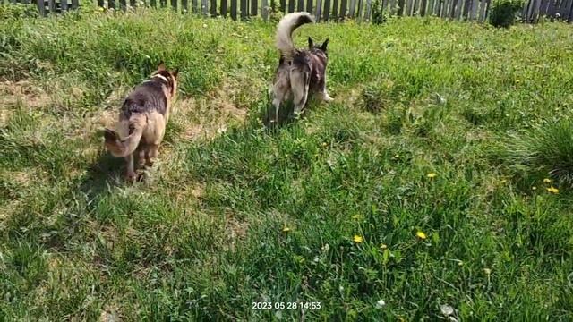 Прогулка по территории с Тайсоном | Шепски (метис хаски) #овчарка #хаски #шепски
