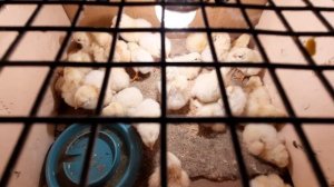 чип чип жужаларим цыплят