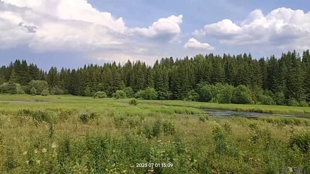 Хаски гуляет без поводка?  Любимое дело покупаться | Шепски(метис хаски) | 2 года
