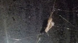 Пауки. Паук крестовик. Часть 4