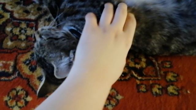 мурлыканье кошки. 🐱😸😺😻
