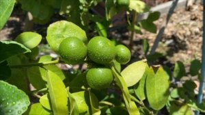 A farm. beehive1-culture-video-unit-10