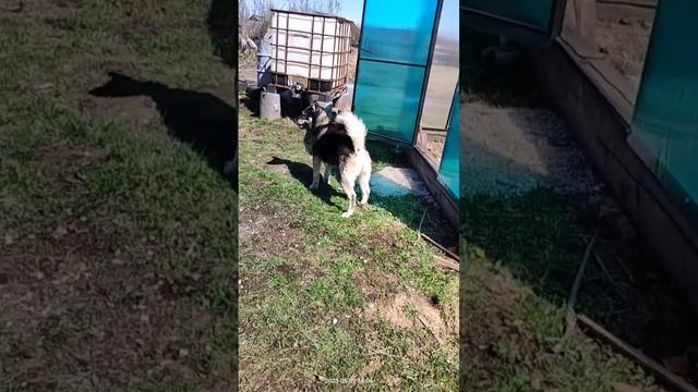 Папка играет с детьми | Шепски (метис хаски)