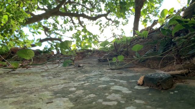 【アリ観察】アリ愛好家の最高の休日 in 与那国島【4K】vol.6　〜 A wonderful holiday for Ant lover 〜◆≪映像提供≫リア突WEST 【アリの種類】 смотреть онлайн