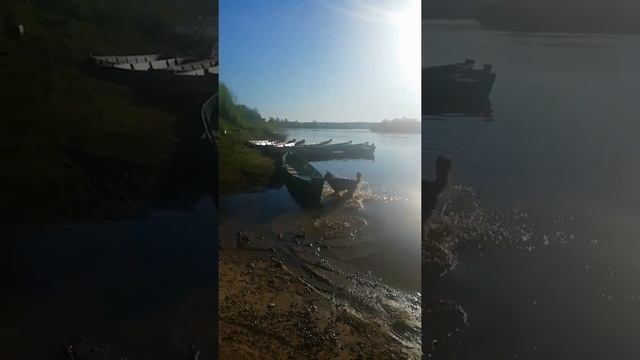 Тайсон сходим с ума на речке | Шепски (метис хаски) | 1 год. 01.06.2022