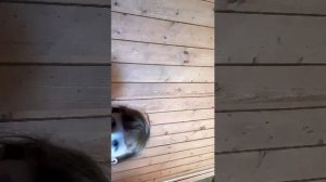 asmail плюс вопросы с вашими