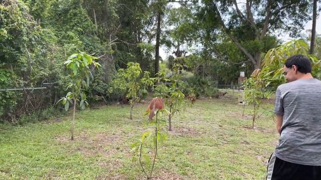 Growing Tropical Fruit Trees In South Florida