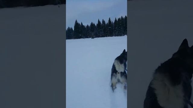 Ходим по полям по сугробам. Тайсон | Шепски (метис хаски) | 9 месяцев #хаски #шепски