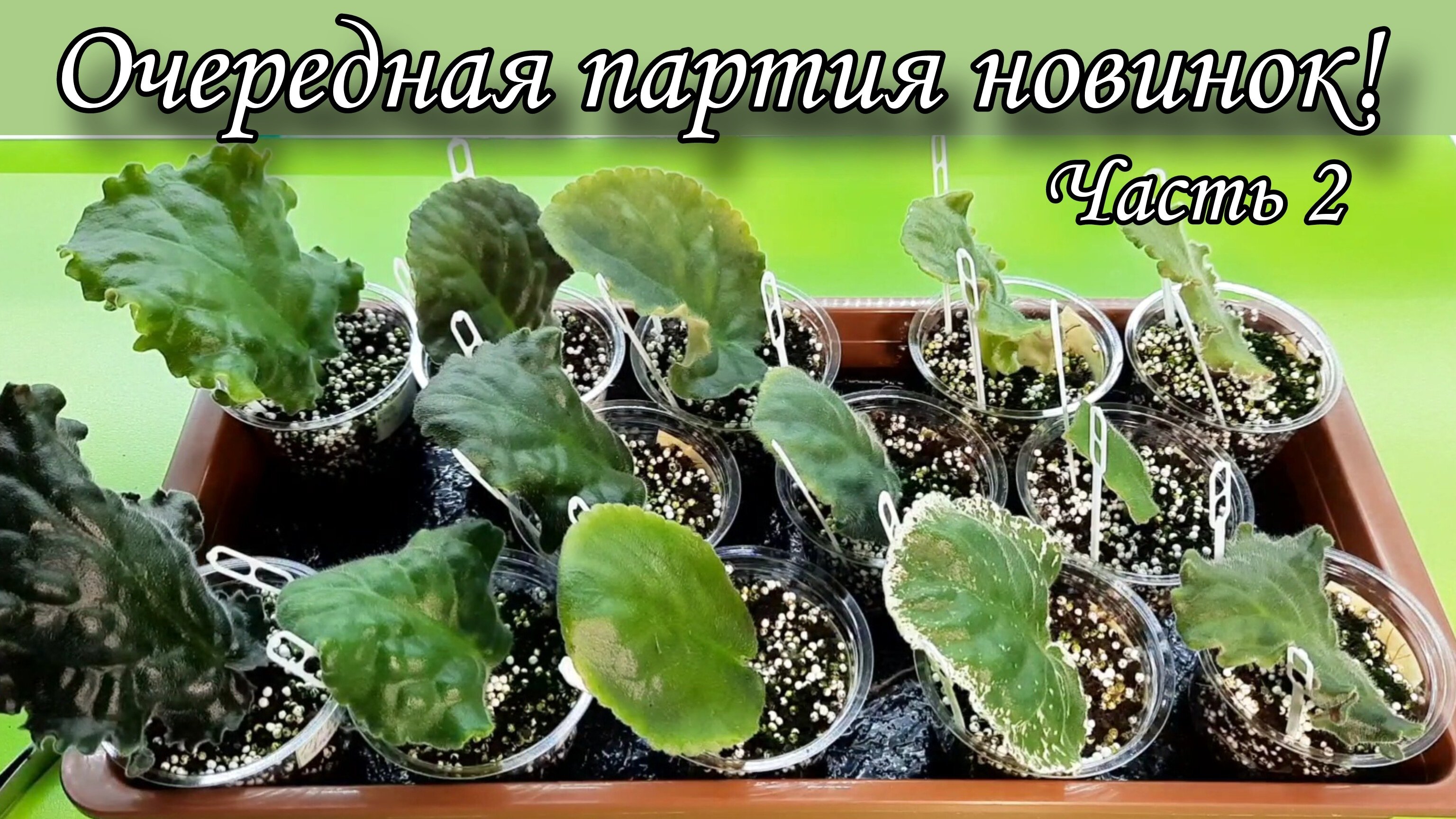 Достаю очередную партию новинок, листиков фиалок, из теплички! Фото цветения сортов из интернета)