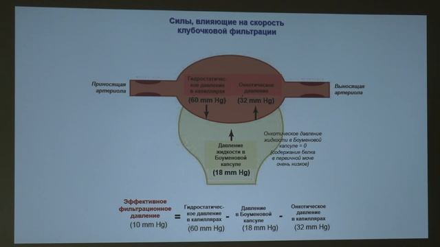 6. Функции почек. Физиология человека и животных - Тарасова О. С. Teach-in.