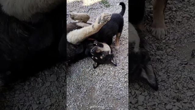 Щенок душит папку. Как играют собаки. Тайсон | Шепски (метис хаски) #хаски #шепски