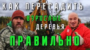 Пересадка крупномерных саженцев 💪🌳🚜 #пересадкадерева