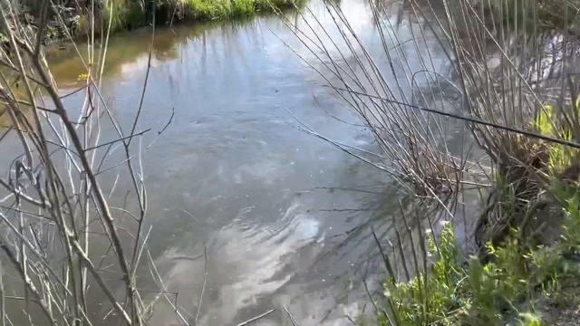 Французские бульдоги встречают нас с природы 🌳🌳🌳 смотреть онлайн