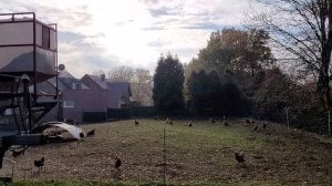 Мобильный курятник в Германии