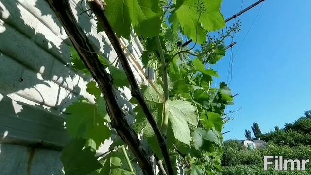 Перепрививка винограда окулировкой...
