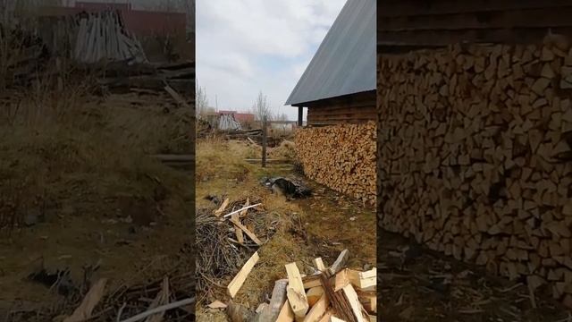 Разрывает матрас Тайсон | Шепски (метис хаски) | 11 месяцев 10.05.22 (часть 2)