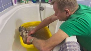 СРОЧНОЕ СПАСЕНИЕ ЛЬВЯТ!Львица бросила трех из пяти львят и они застыли! Олег Зубков спешит на помощь