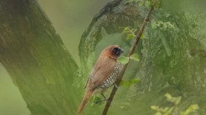 Erkin Koray - Fesupanallah